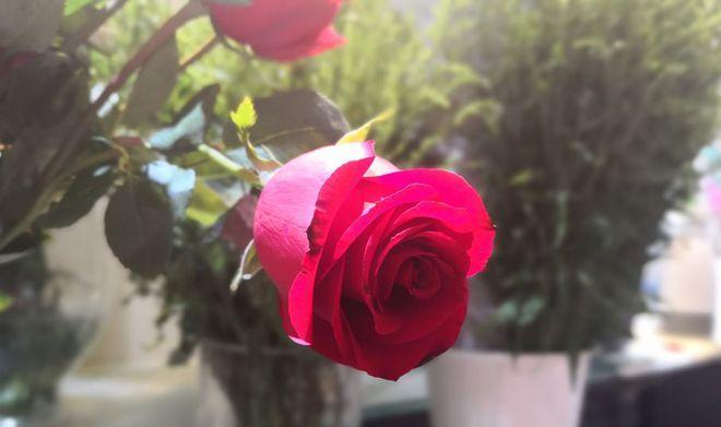 狗流红色眼泪的原因与有效治疗方法解析(图3)