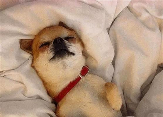 狗狗安全睡眠药物选择指南及非药物辅助建议 - 悠悠酷狗网