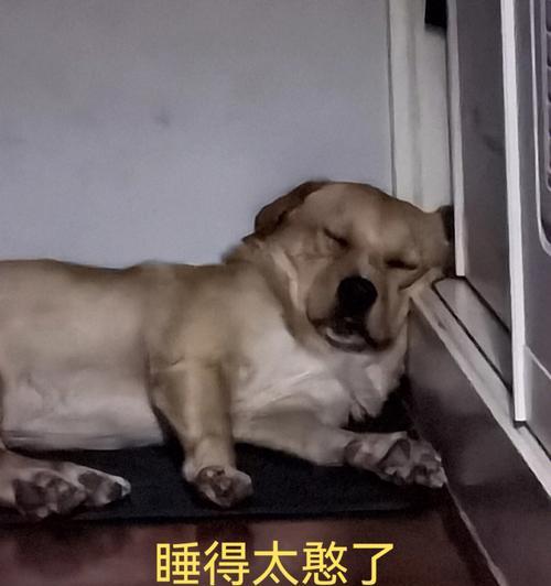 狗狗安全睡眠药物选择指南及非药物辅助建议(图2)