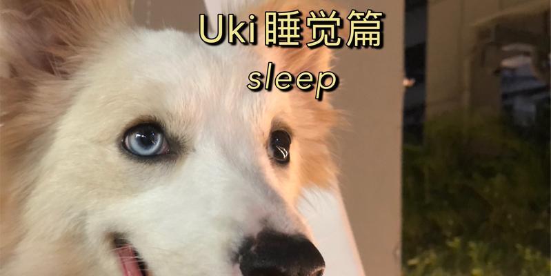 狗狗安全睡眠药物选择指南及非药物辅助建议(图3)