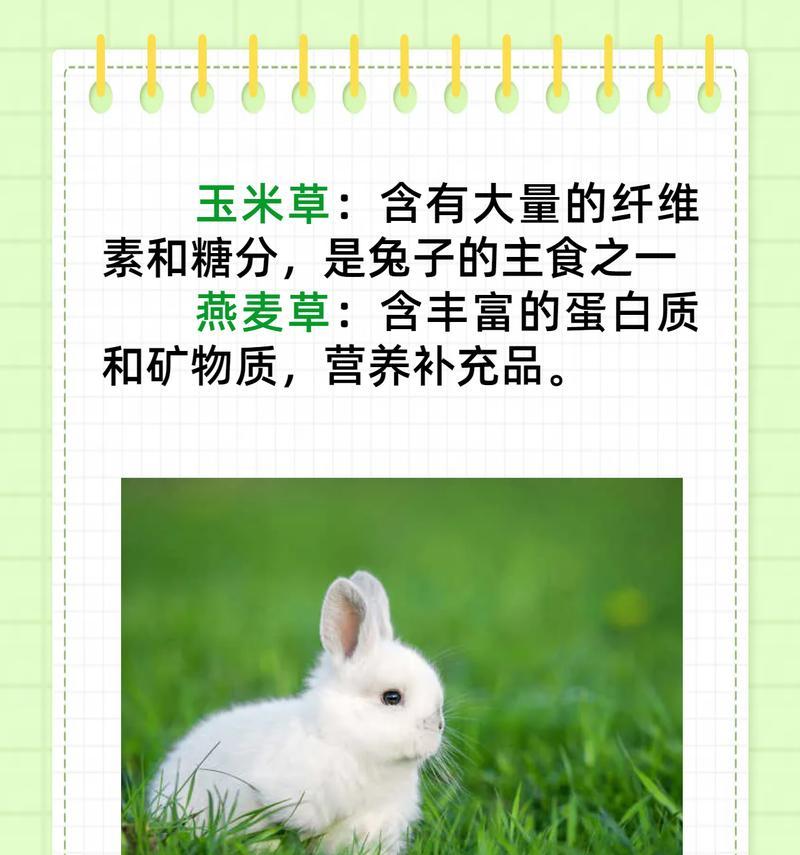 两月大垂耳兔科学喂养指南确保健康成长(图3)