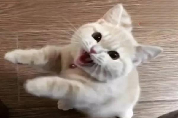 犬猫嗜酸性肉芽瘤 - 悠悠酷狗网