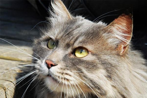 猫嗜酸性肉芽瘤治疗方案 犬猫嗜酸性肉芽瘤(图2)