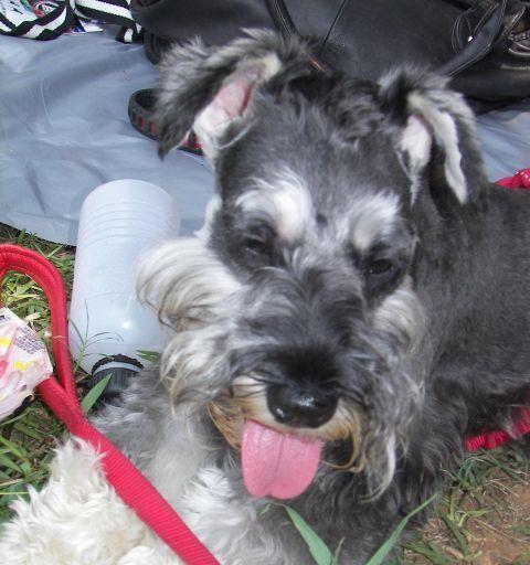 狗民网为何能提供实惠宠物服务的多重原因分析 - 悠悠酷狗网