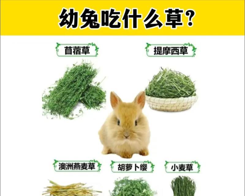 两月大垂耳兔科学喂养指南确保健康成长(图2)