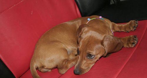 狗民网为何能提供实惠宠物服务的多重原因分析(图2)