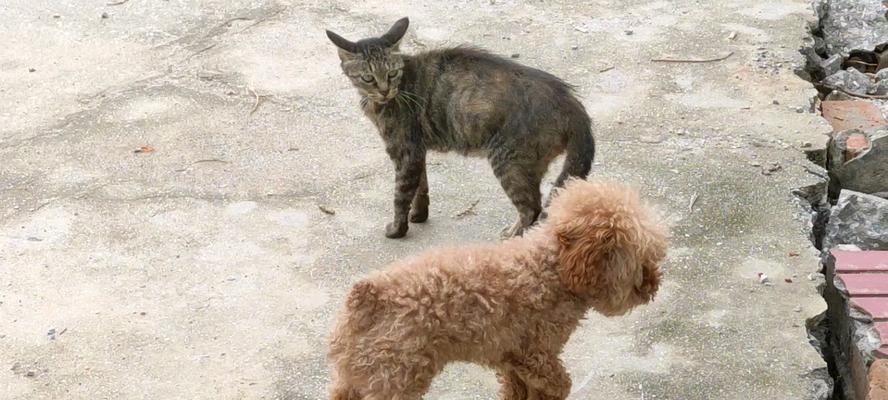 为什么狗喜欢追逐猫？揭秘背后的多重原因与应对策略(图1)