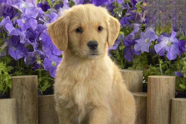 犬猫胃肠道腺瘤(图2)