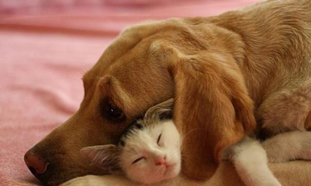 为什么狗喜欢追逐猫？揭秘背后的多重原因与应对策略(图2)