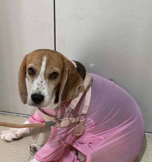 南京宠物狗选择指南:适合城市养狗的最佳类型(图3) 南京宠物狗选择指南:适合城市养狗的最佳类型(图3)