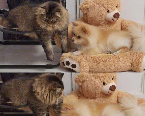 为什么狗喜欢追逐猫？揭秘背后的多重原因与应对策略(图3)