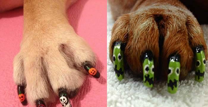 如何有效预防狗指甲开裂保持宠物健康(图1) 如何有效预防狗指甲开裂保持宠物健康(图1)