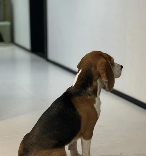 南京宠物狗选择指南:适合城市养狗的最佳类型(图2) 南京宠物狗选择指南:适合城市养狗的最佳类型(图2)