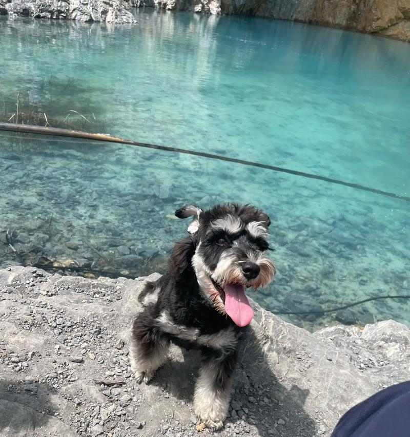 南京宠物狗选择指南:适合城市养狗的最佳类型(图1) 南京宠物狗选择指南:适合城市养狗的最佳类型(图1)