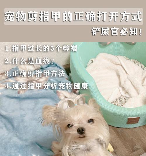 如何有效预防狗指甲开裂保持宠物健康(图3) 如何有效预防狗指甲开裂保持宠物健康(图3)