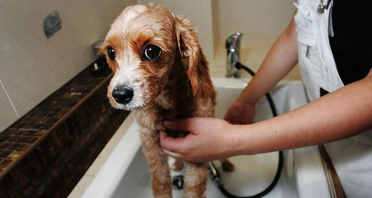 猫狗上厕所前常见表现及健康信号详解(图2)