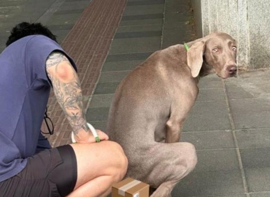 猫狗上厕所前常见表现及健康信号详解(图1)