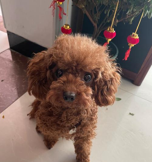 泰迪犬的丰富多彩之色（探秘泰迪犬的不同毛色与特征）(图2)