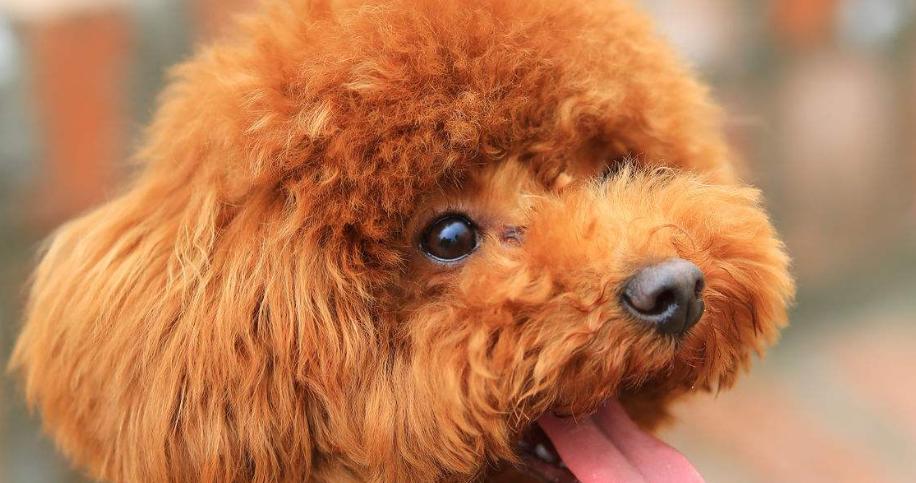 泰迪犬的丰富多彩之色（探秘泰迪犬的不同毛色与特征）(图1)