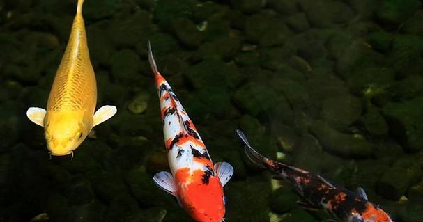 锦鲤鱼的裸缸养之谜（为什么要选择裸缸养锦鲤？（）(图2)