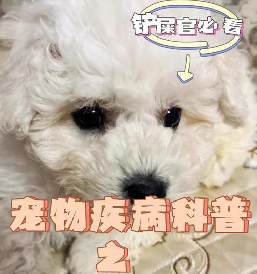 揭秘脓皮症的成因与治疗方法（探究脓皮症的症状、危害与预防方法）(图1)