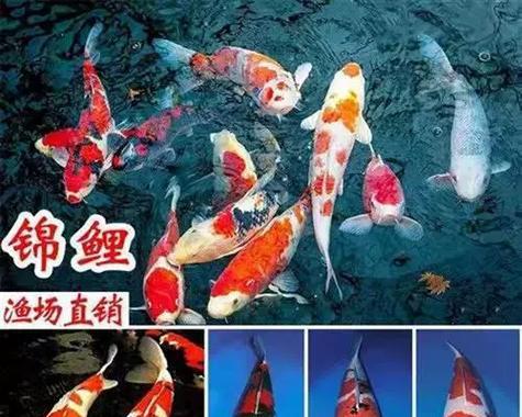 锦鲤鱼的裸缸养之谜（为什么要选择裸缸养锦鲤？（）(图3)