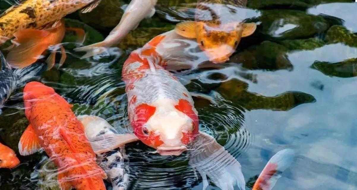 锦鲤鱼的裸缸养之谜（为什么要选择裸缸养锦鲤？（）(图1)