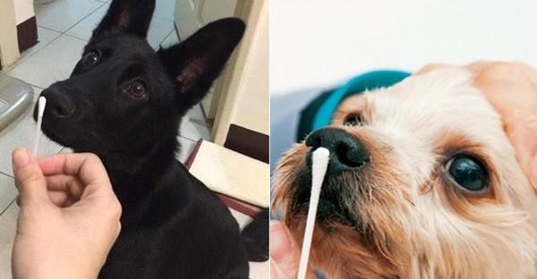 狗狗中暑发烧急需打针，保护它的健康！（了解狗狗中暑发烧的原因和应对措施，即刻行动！）(图1)