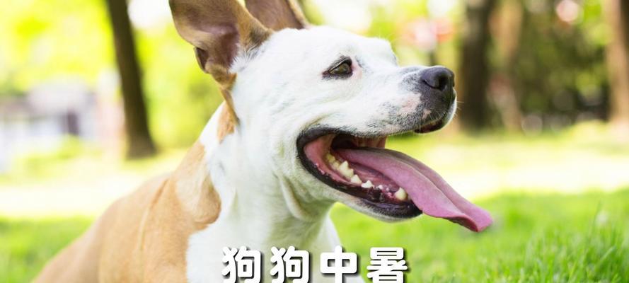 狗狗中暑发烧急需打针，保护它的健康！（了解狗狗中暑发烧的原因和应对措施，即刻行动！）(图3)