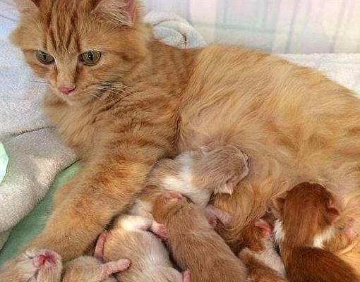 怀孕猫的征兆与家居迎接(了解猫咪怀孕的迹象,为它们的到来做好准备)(图2) 怀孕猫的征兆与家居迎接(了解猫咪怀孕的迹象,为它们的到来做好准备)(图2)