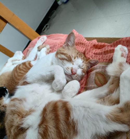 怀孕猫的征兆与家居迎接(了解猫咪怀孕的迹象,为它们的到来做好准备)(图3) 怀孕猫的征兆与家居迎接(了解猫咪怀孕的迹象,为它们的到来做好准备)(图3)