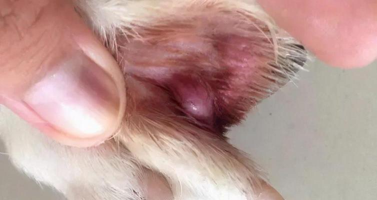 揭秘脓皮症的成因与治疗方法（探究脓皮症的症状、危害与预防方法）(图2)