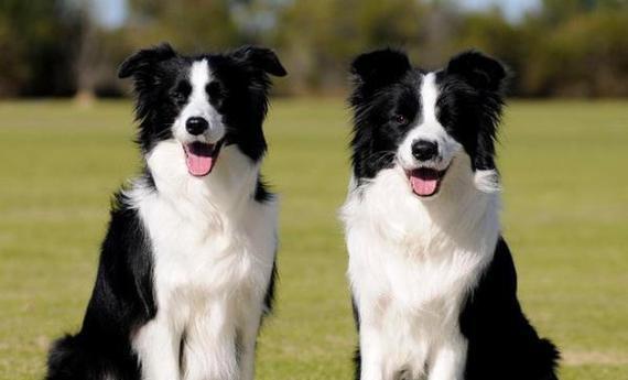 边境犬的饮食需求及适合的狗粮选择(全面了解边境犬的饮食习惯与健康要求,为其选择适宜的狗粮)(图1) 边境犬的饮食需求及适合的狗粮选择(全面了解边境犬的饮食习惯与健康要求,为其选择适宜的狗粮)(图1)