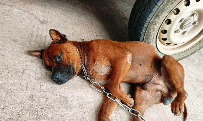 探究狗狗无精的原因及应对方法（为何狗狗失去活力？如何帮助狗狗恢复精神？）(图2)