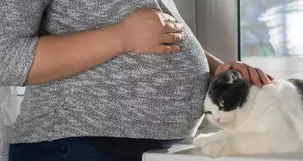 怀孕猫的征兆与家居迎接（了解猫咪怀孕的迹象，为它们的到来做好准备） - 悠悠酷狗网