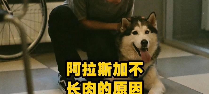 探究狗狗无精的原因及应对方法（为何狗狗失去活力？如何帮助狗狗恢复精神？）(图3)