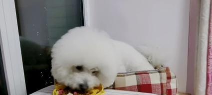 小狗不理人怎么办？有效训练与沟通技巧指南(图1)