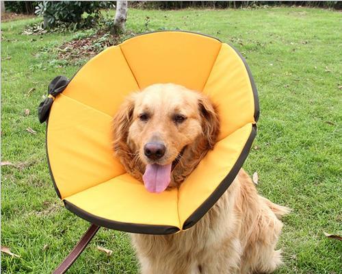 选择舒适狗项圈的全面指南，确保宠物安全与健康(图2)