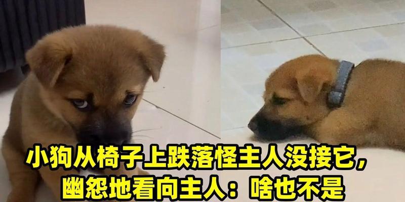 小狗不理人怎么办？有效训练与沟通技巧指南(图2)