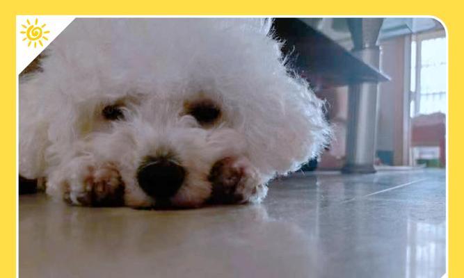 选择比熊零食的关键指南，确保健康又美味(图2)