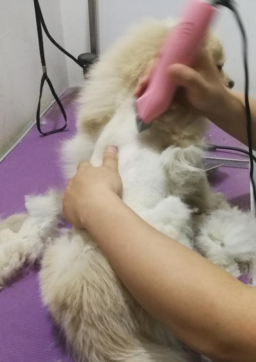 狗狗剪毛护理指南：安全技巧与实用建议(图3)