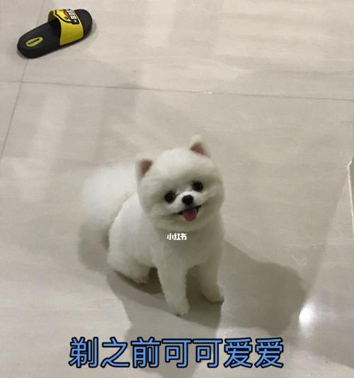 狗狗剪毛护理指南：安全技巧与实用建议(图2)