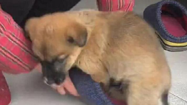 狗狗啃咬自己原因与解决办法，帮助宠物保持健康(图1)