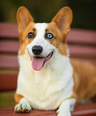 狗的色彩感知揭秘：黄色与蓝色的视觉世界(图3)