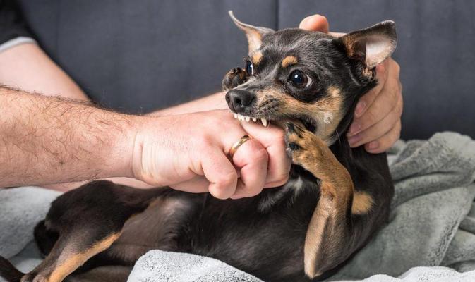 狗狗啃咬自己原因与解决办法，帮助宠物保持健康(图2)