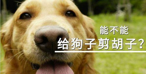 狗狗剪毛护理指南：安全技巧与实用建议 - 悠悠酷狗网