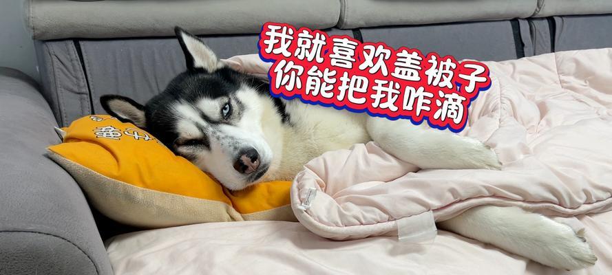 睡觉时盖被子的多重益处与健康重要性解析 - 悠悠酷狗网