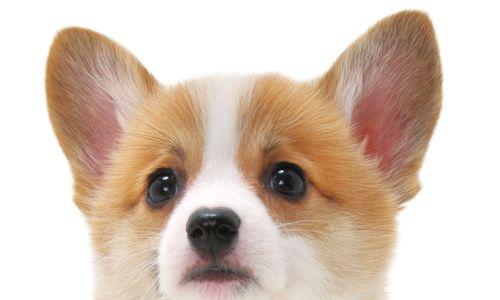 狗的色彩感知揭秘：黄色与蓝色的视觉世界(图2)