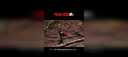 为什么鸟儿最不喜欢人类干扰及其生态影响分析(图3)