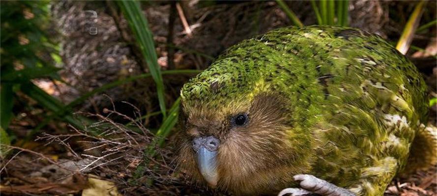 为什么鸟儿最不喜欢人类干扰及其生态影响分析(图2)